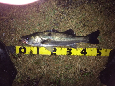 雨の中でシーバスフィッシング