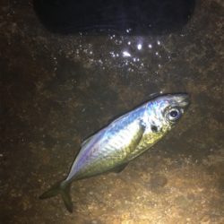 ヒイカエギング でまさかのアジ