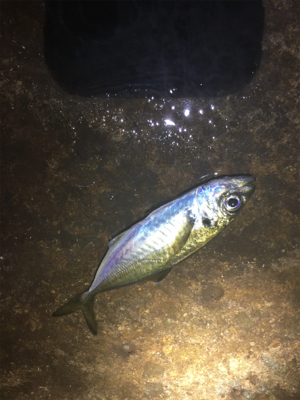 ヒイカエギング でまさかのアジ