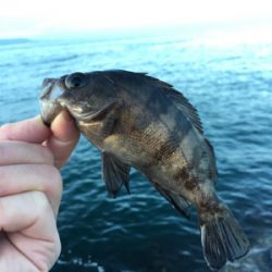 朝マズメのメバリング