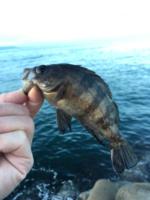 朝マズメのメバリング