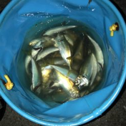 サビキだけ好調^ ^