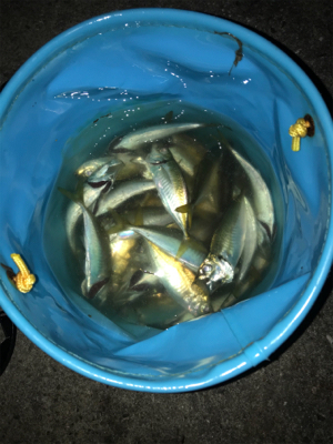 サビキだけ好調^ ^