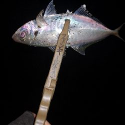 アジング練習 69