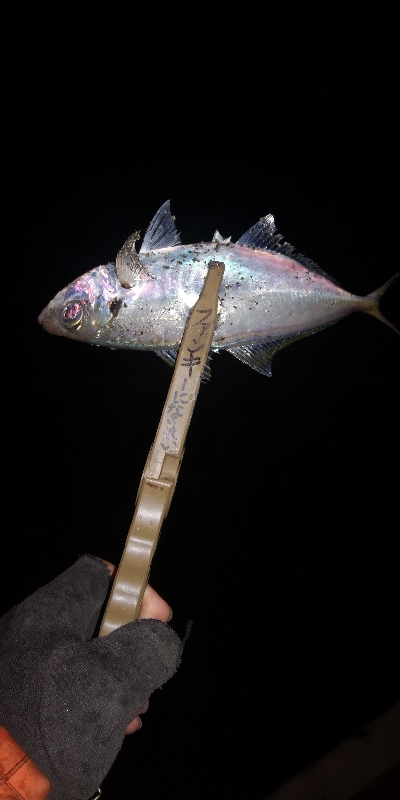 アジング練習 69