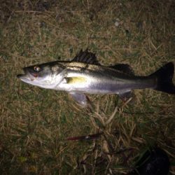 連日の好調なシーバス