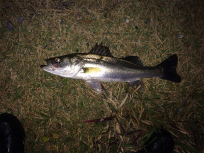 連日の好調なシーバス