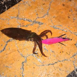 ドデカタケノコ!とヒイカゲーム☆GUNNING-STYLE