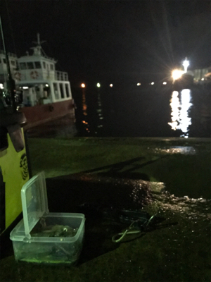 小雨の降る中久しぶりのヒイカ　プチ地合い(^o^)／