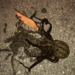 ヒイカ釣り♪時々タコ☆GUNNING-STYLE