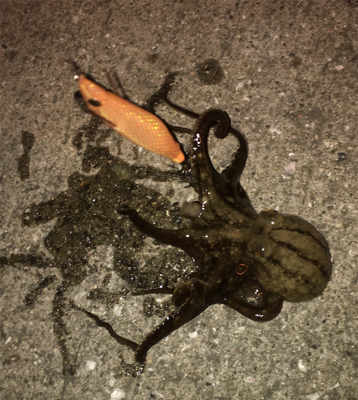 ヒイカ釣り♪時々タコ☆GUNNING-STYLE