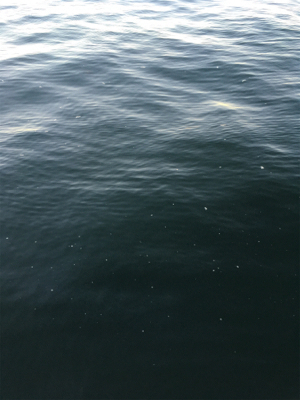 久々にフラッシュJで♪