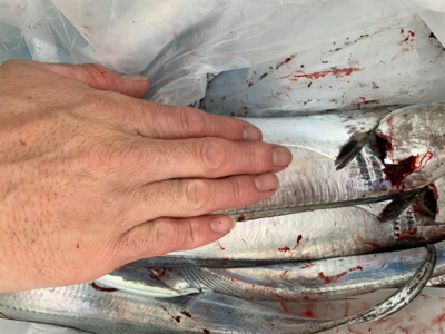 朝まづめ出勤前の朝練