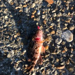 アジング&サビキ