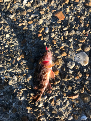 アジング&サビキ