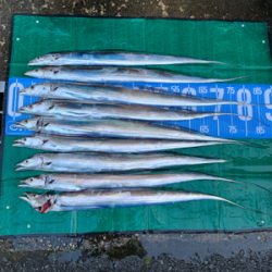 今日もタチウオ朝練