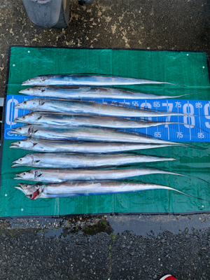 今日もタチウオ朝練