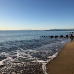 まだ釣れたハマチ