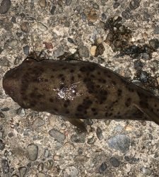 松部港 アジ投げサビキ釣り