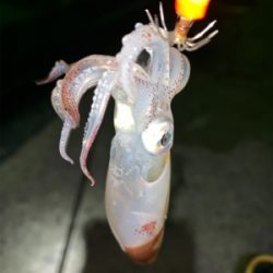 アジ、ヒイカ⑤