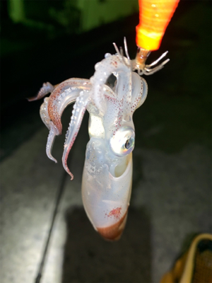 アジ、ヒイカ⑤