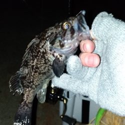 長潮でも釣れるのか実験