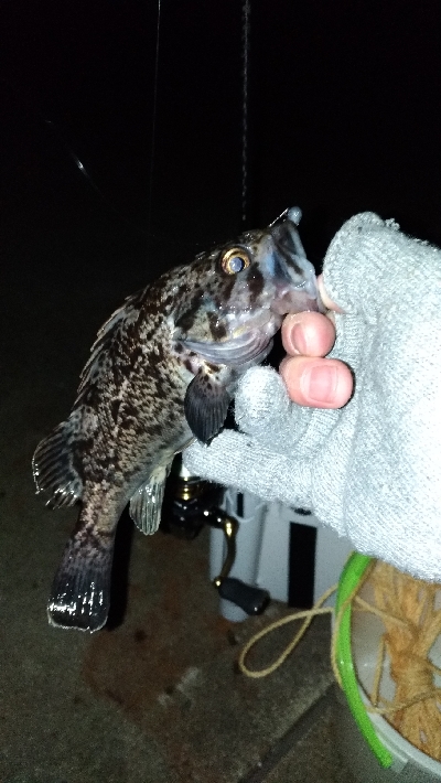 長潮でも釣れるのか実験