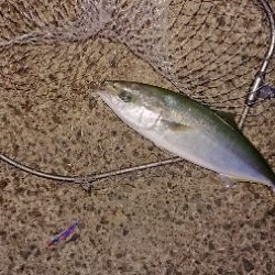 ようやくバラさずハマチ！