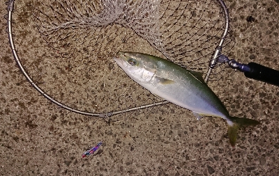 ようやくバラさずハマチ！