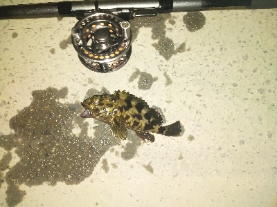 チビカサゴ大漁