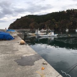 まさかのコブダイ