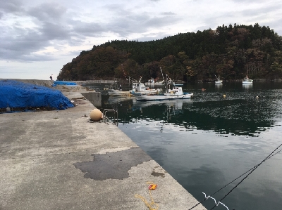 まさかのコブダイ