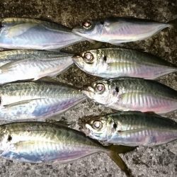 アジ最大28cm弱ですが数は…