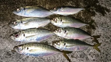 アジ最大28cm弱ですが数は…