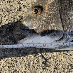 初フカセ！チヌ8枚！！