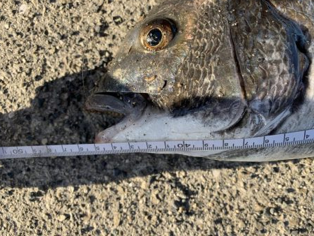 初フカセ！チヌ8枚！！