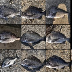 題名　イチノ兄弟（弟）釣果！