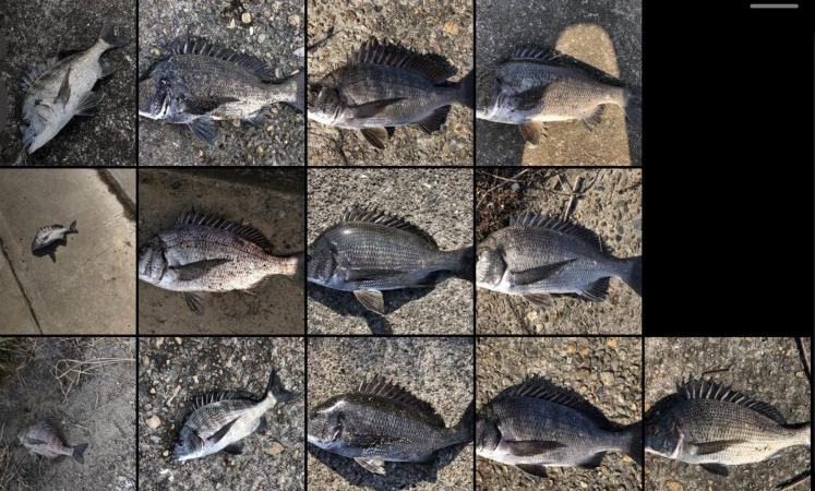 題名　イチノ兄弟（弟）釣果！