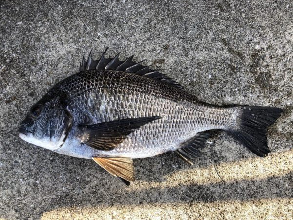 イチノ兄弟、釣果!