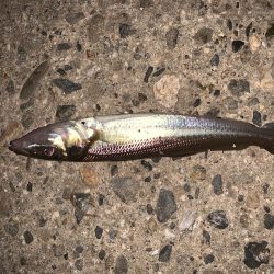 コンビナートでエビ撒き