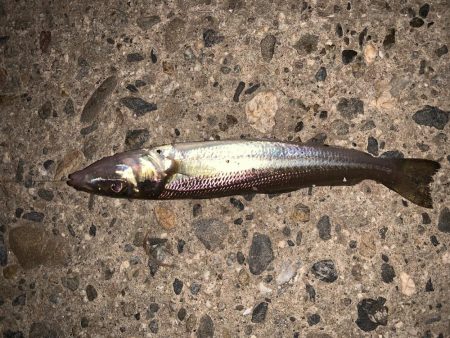 コンビナートでエビ撒き