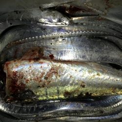 今年初の二けた