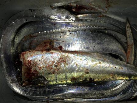 今年初の二けた