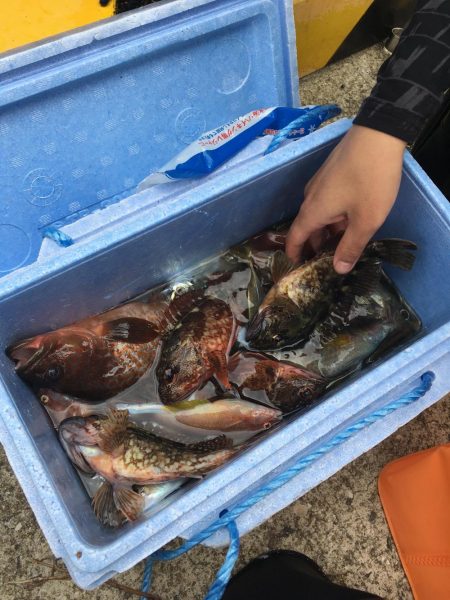 キビナゴでカサゴ&キジハタ