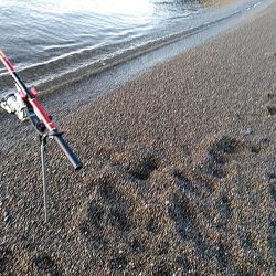 アオリイカ　3杯ゲット!!