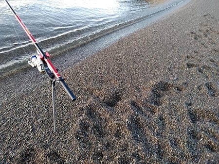 アオリイカ　3杯ゲット!!