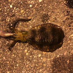 アジングとエギング