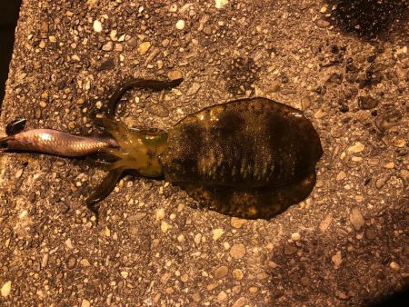 アジングとエギング