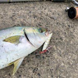 逃した魚は大きい