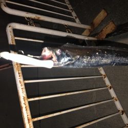 ワインド後アジング